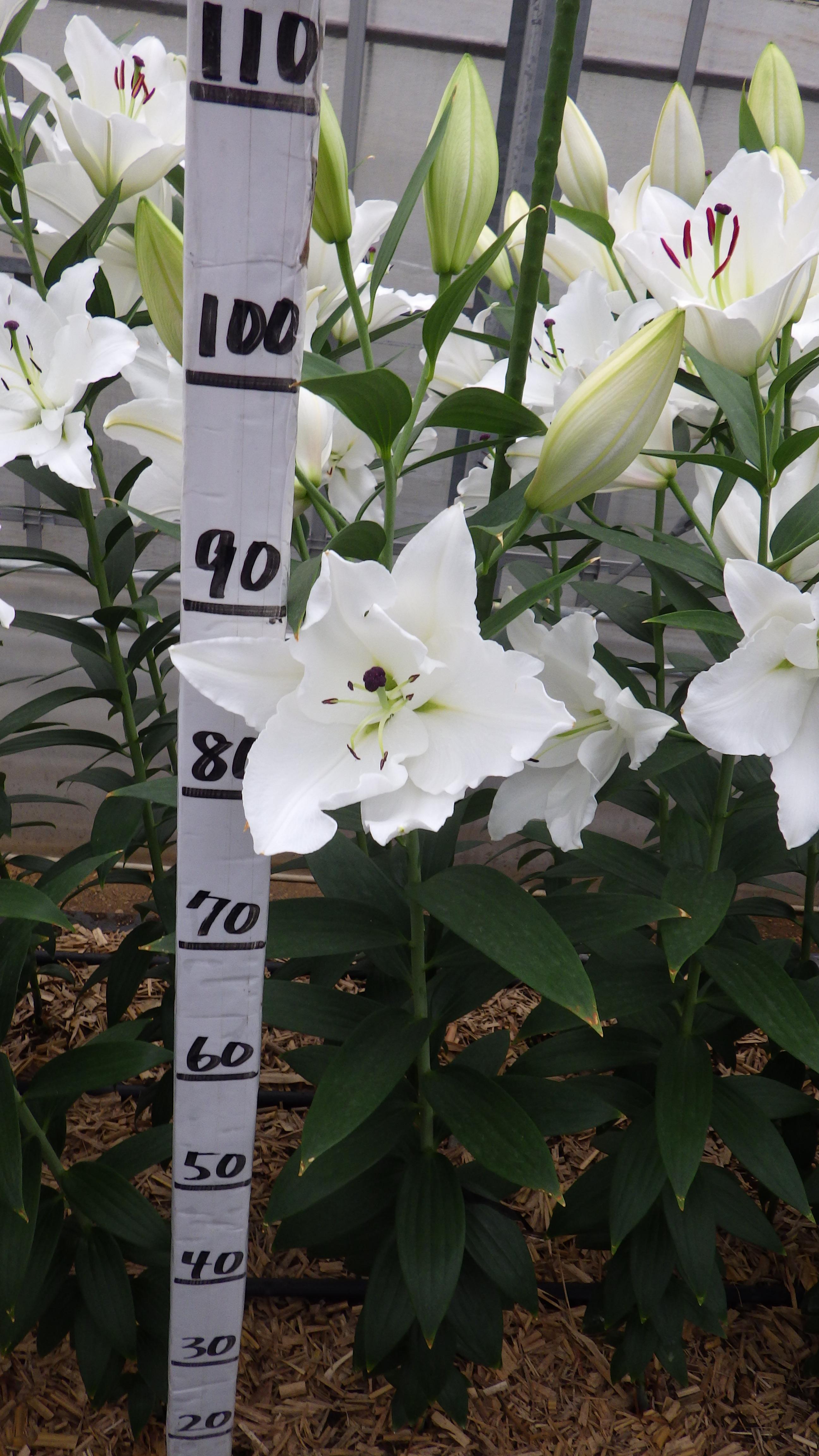 リバースノー（花粉無し）